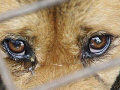 Öğrenilmiş çaresizlik ve sokak hayvanları