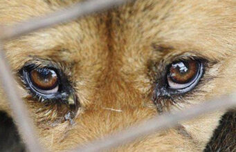 Öğrenilmiş çaresizlik ve sokak hayvanları