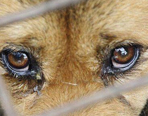 Öğrenilmiş çaresizlik ve sokak hayvanları